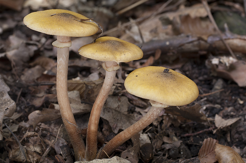 Armillaria mellea